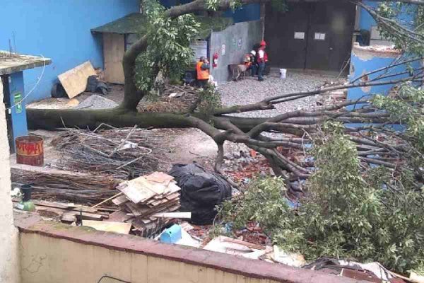 Talan a Eugenito en la Benito Juárez; vecinos denuncian inconsistencia en los permisos y Sedema dice que habrá compensación