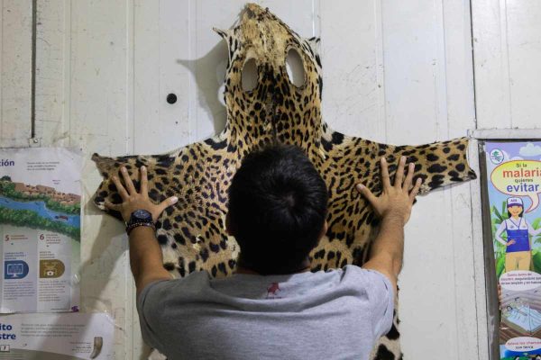 Las incautaciones de félidos o piezas hechas con sus partes y pieles son solo una pequeña muestra del tráfico de fauna en la región. Para los expertos, el subregistro aún es muy alto. Foto: cortesía Max Cabello