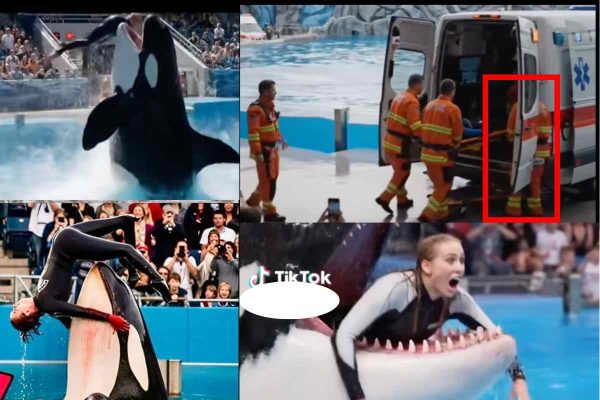 Una orca no mató a su entrenadora; videos que desinforman fueron creados con inteligencia artificial 