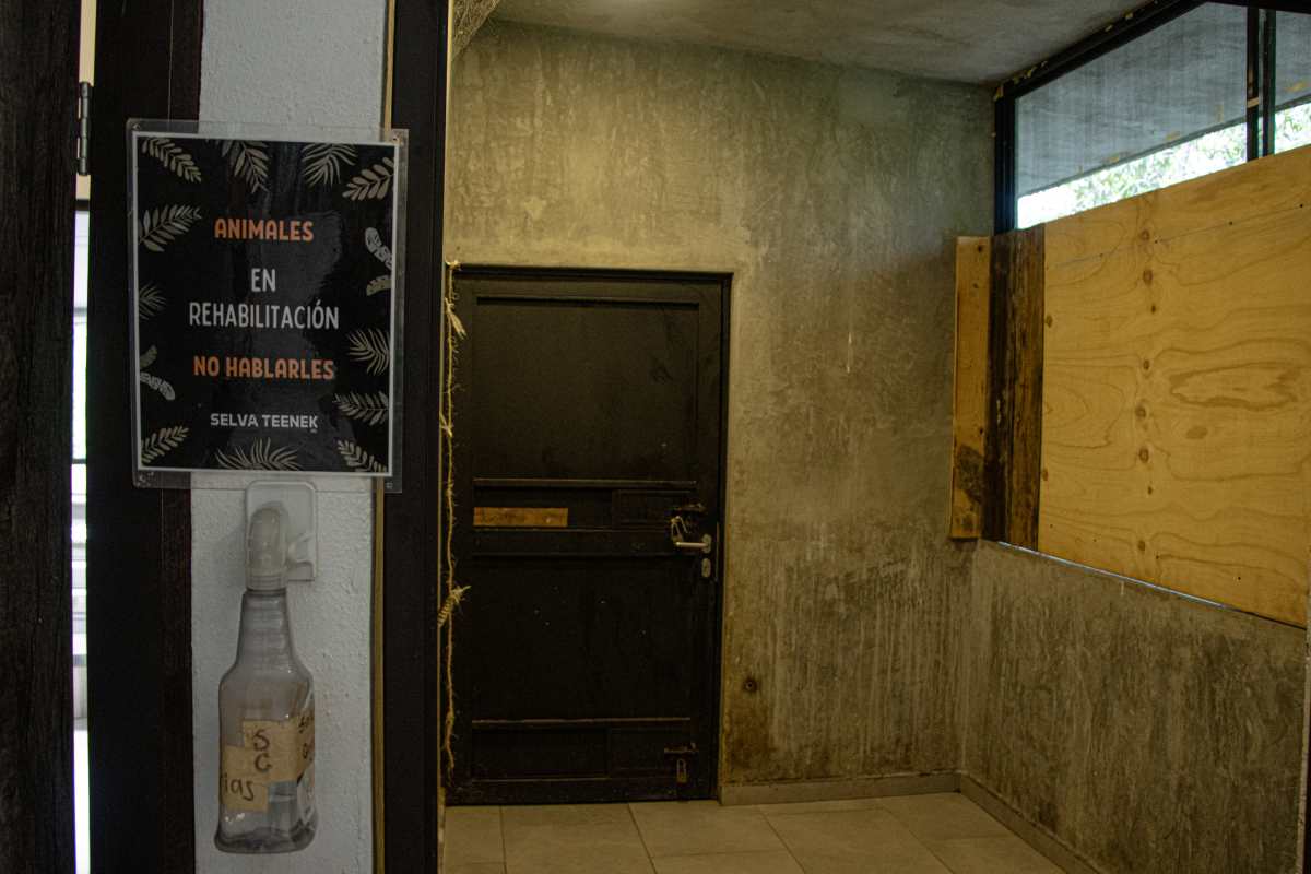 Los linces vendidos como gatos domésticos que son rehabilitados en un centro de rescate en México