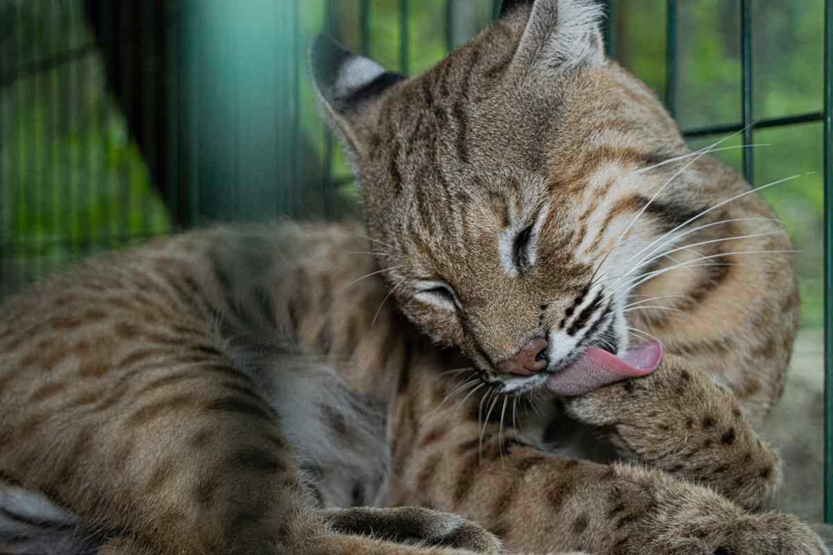 Los linces vendidos como gatos domésticos que son rehabilitados en un centro de rescate en México