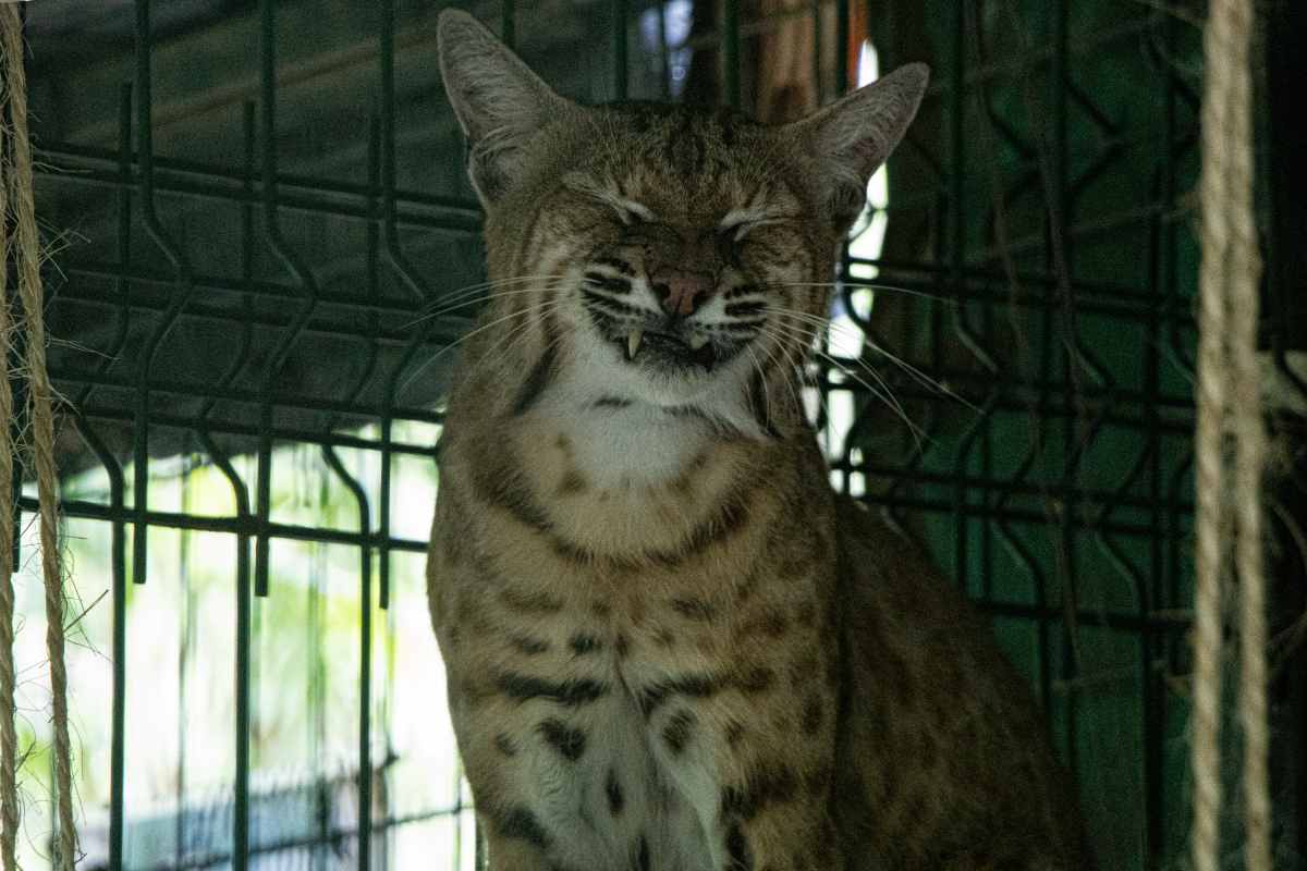 Los linces vendidos como gatos domésticos que son rehabilitados en un centro de rescate en México