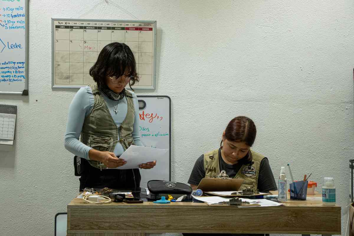 Los linces vendidos como gatos domésticos que son rehabilitados en un centro de rescate en México