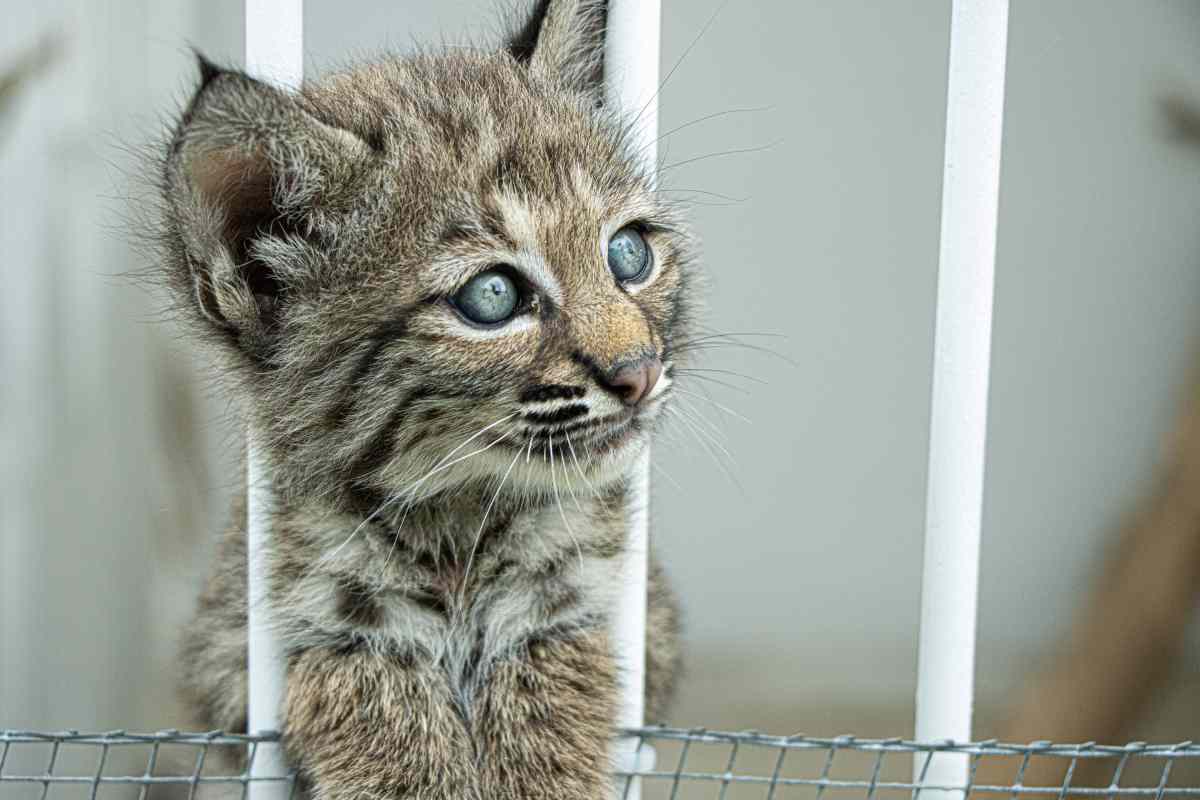 Los linces vendidos como gatos domésticos que son rehabilitados en un centro de rescate en México