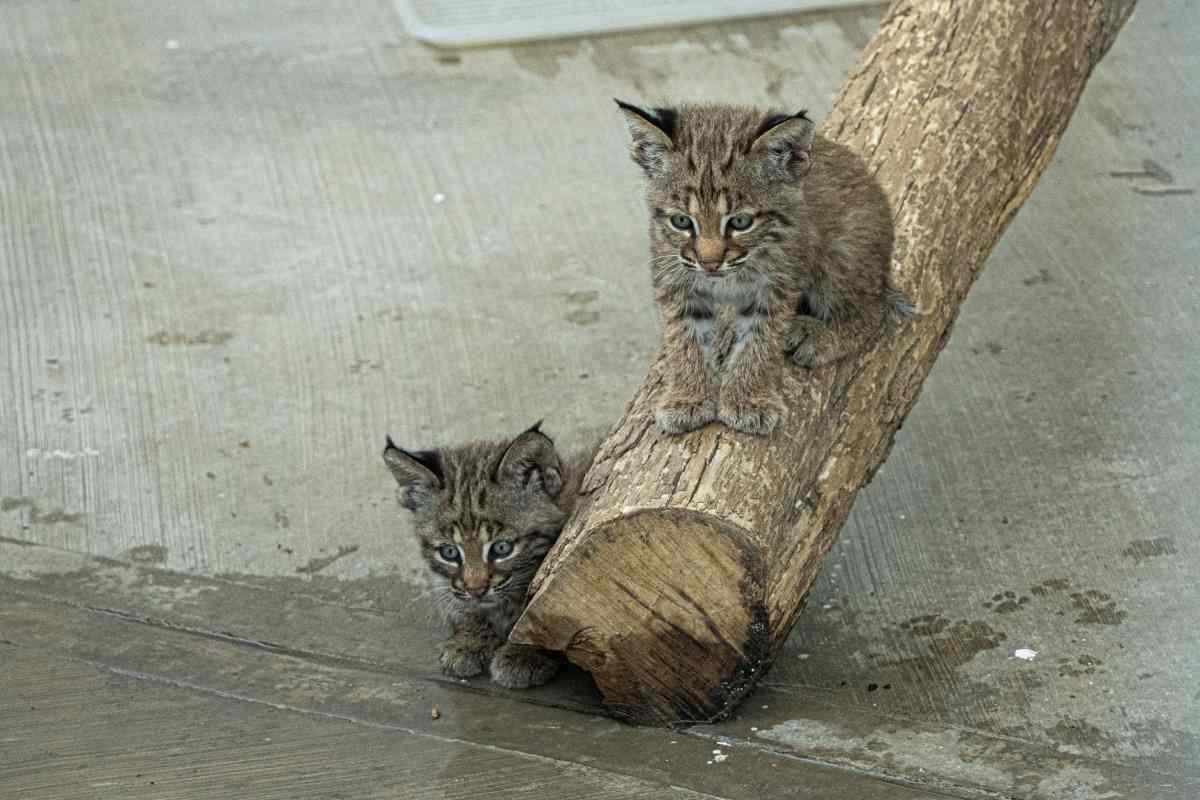 Los linces vendidos como gatos domésticos que son rehabilitados en un centro de rescate en México