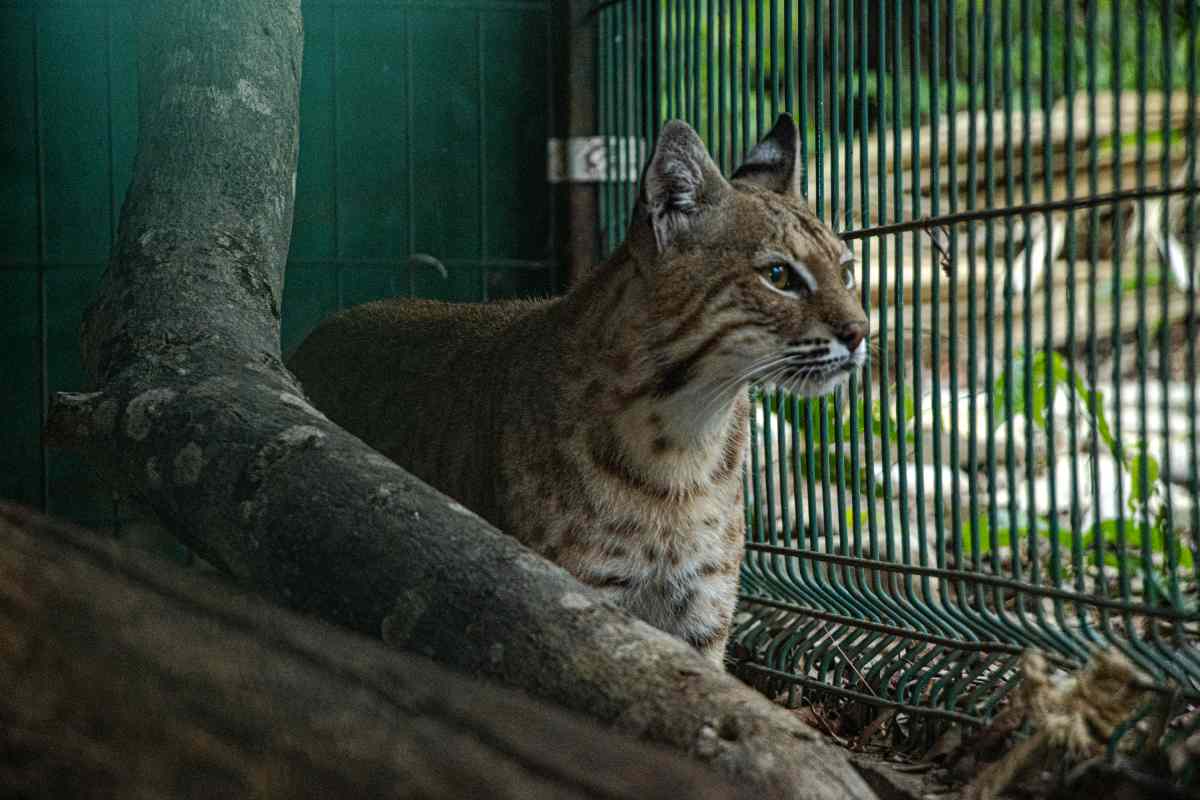 Los linces vendidos como gatos domésticos que son rehabilitados en un centro de rescate en México