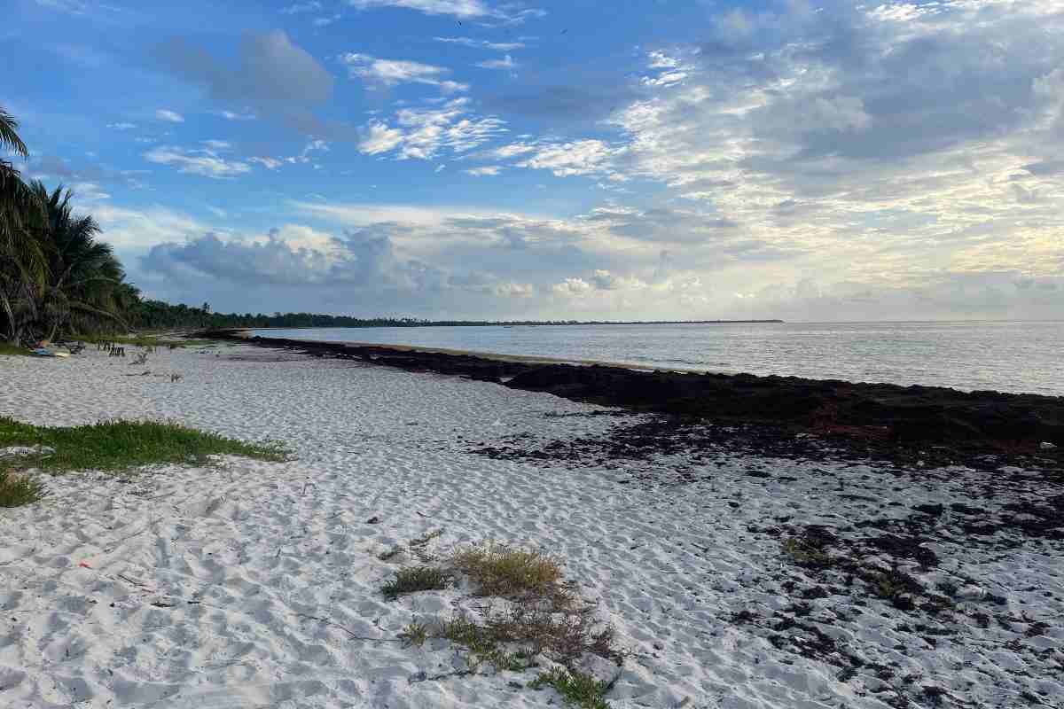 manglares de Vigía Chico