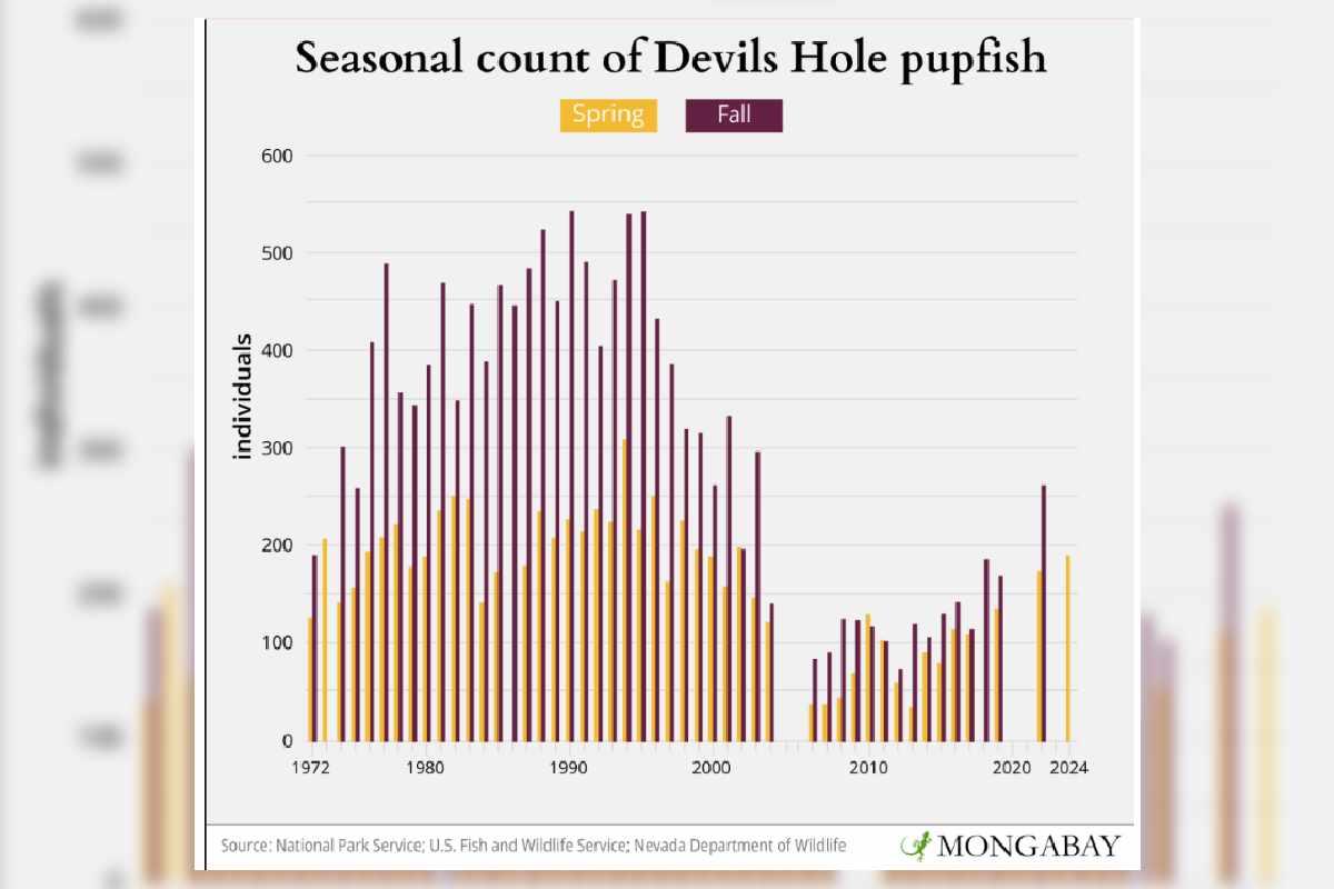 peces cachorrito peligro de extinción