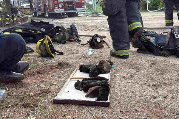 Rescatan a 10 perritos atrapados en una casa baleada e incendiada en Culiacán, Sinaloa