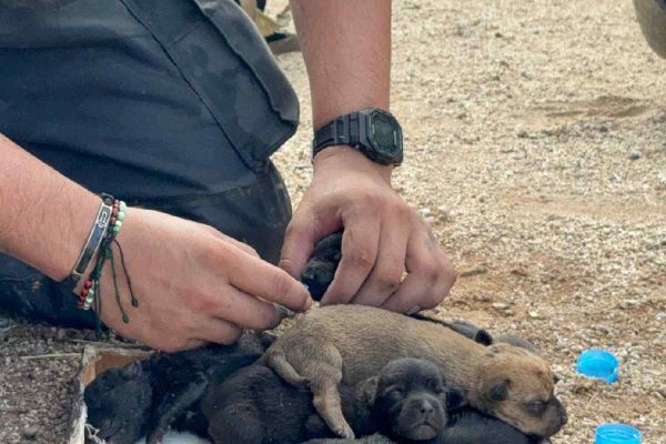 Rescatan a 10 perritos atrapados en una casa baleada e incendiada en Culiacán, Sinaloa
