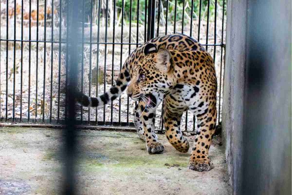 El caso del jaguar Xamã, en Brasil, es uno de los pocos eventos de reintroducción exitosos en la región. 