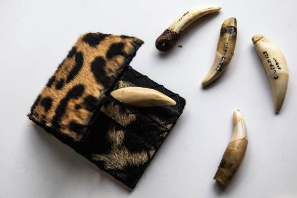Artesanías hechas con partes de jaguar en Iquitos