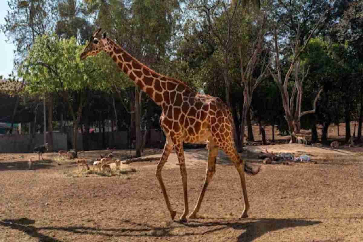 Alcalde de Culiacán debe explicar desaparición de animales en Zoológico, dice regidora; desde el 2001 no hay informes