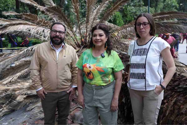 CDMX: retiran mil 500 palmeras enfermas para controlar epidemia; se sustituirán con árboles nativos