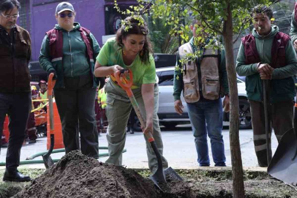 CDMX: retiran mil 500 palmeras enfermas para controlar epidemia; se sustituirán con árboles nativos