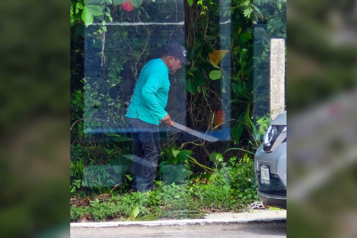 Desmontan selva virgen en Cozumel para construir una plaza comercial.