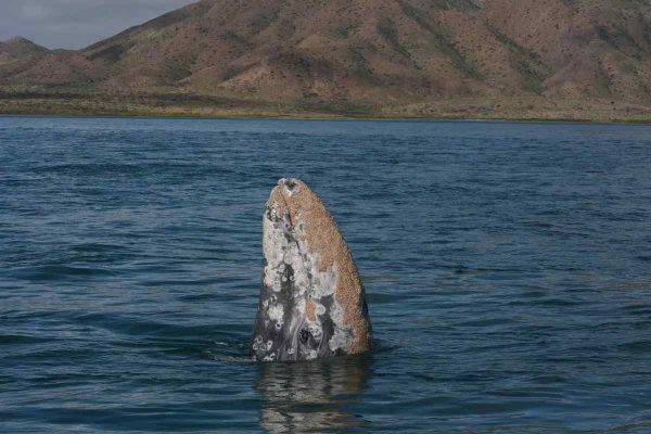 Crisis silenciosa en México: 92 ballenas grises muertas en Baja California Sur