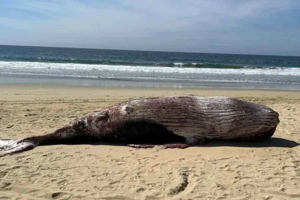 Crisis silenciosa en México: 92 ballenas grises muertas en Baja California Sur