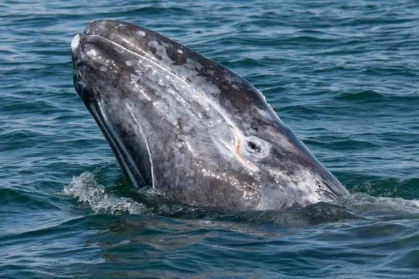 Crisis silenciosa en México: 92 ballenas grises muertas en Baja California Sur