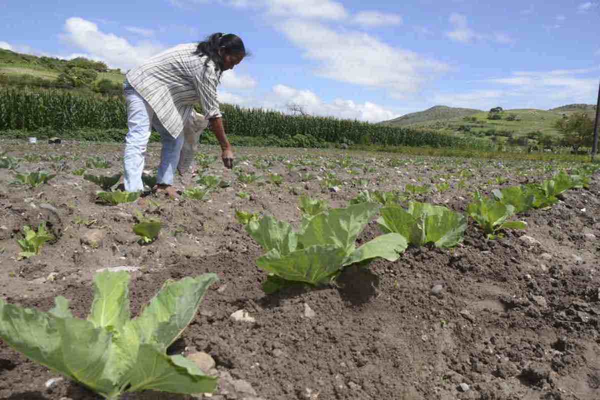 Maternar_cuidar en el campo_trabajadoras agrícolas urgen a implementar guarderías y respetar licencia de maternidad