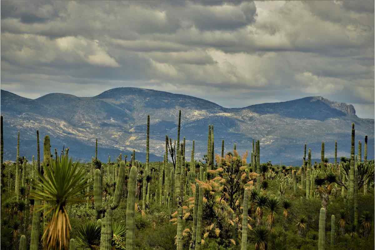 Presupuesto 2026 para Áreas Naturales Protegidas sería el más bajo en 21 años; 91 quedarían sin plan de conservación