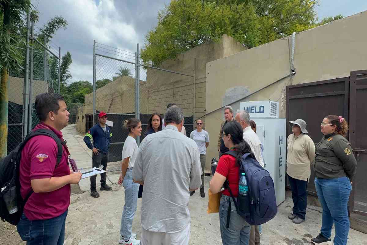 Profepa inicia investigación por posible negligencia en cuidado de osa en Zoológico de La Pastora
