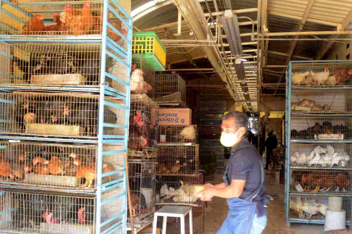 animales mercado Sonora