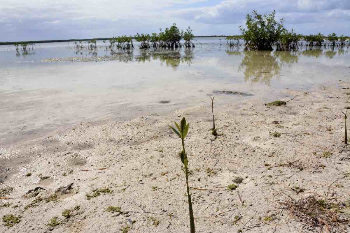Proyecto de Presupuesto 2026 deja 91 Áreas Naturales Protegidas sin plan de conservación
