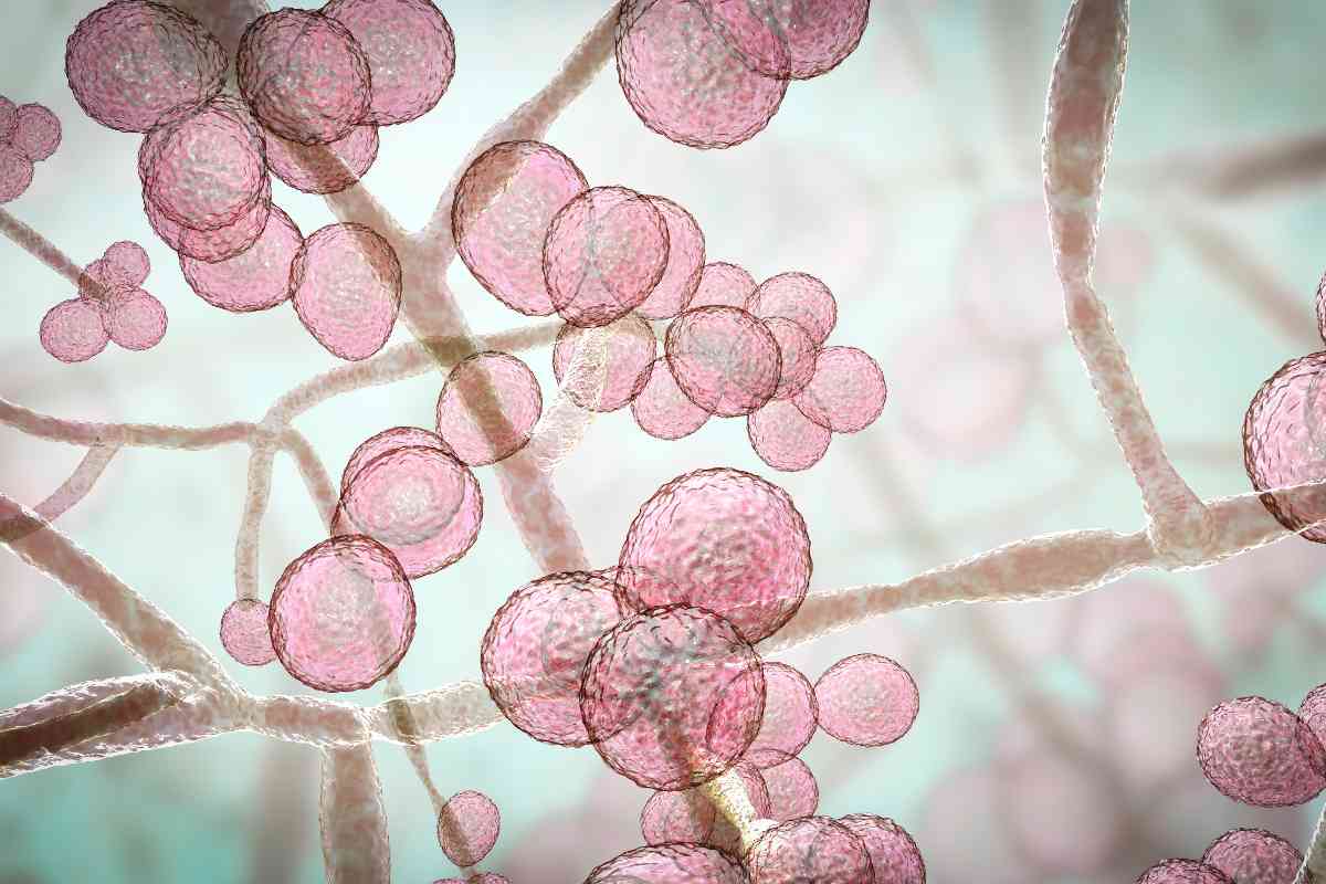 Contrario a lo que se asegura en redes sociales, no existe el término médico de “candidiasis intestinal”; especialistas explican el riesgo de los remedios caseros sin supervisión médica. 