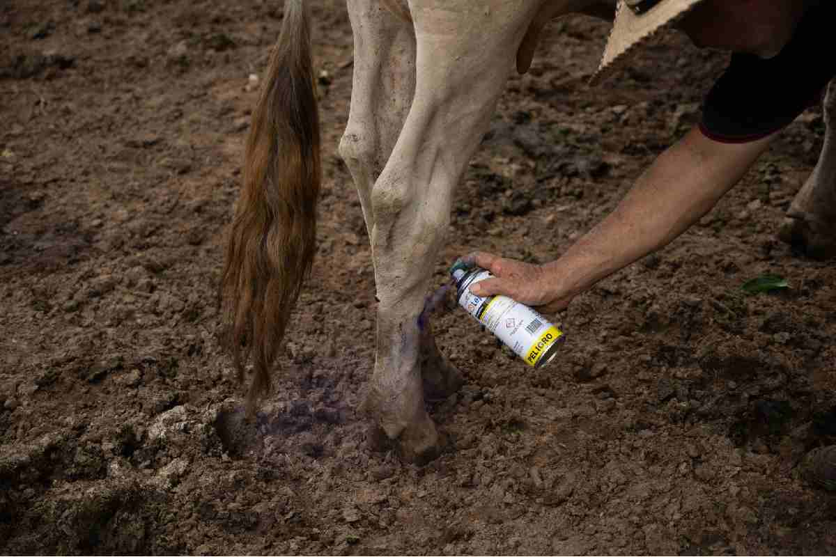 México no ha aplicado los protocolos adecuados para prevenir la plaga de gusano barrenador, acusa EU