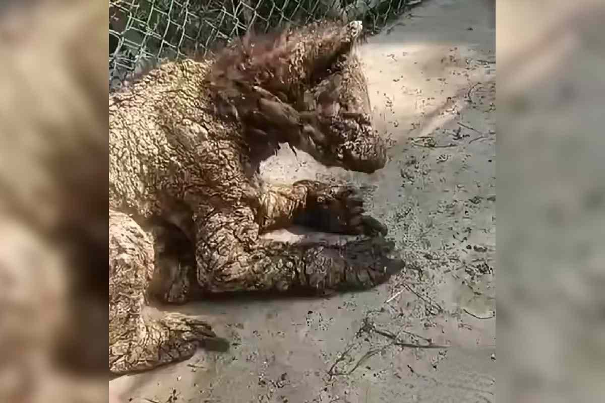osa zoológico nuevo león