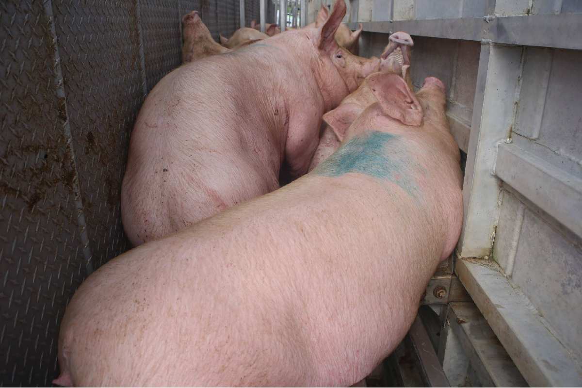 Clausuran granja porcícola en Yucatán por descarga de aguas residuales; tenía denuncias desde 2021
