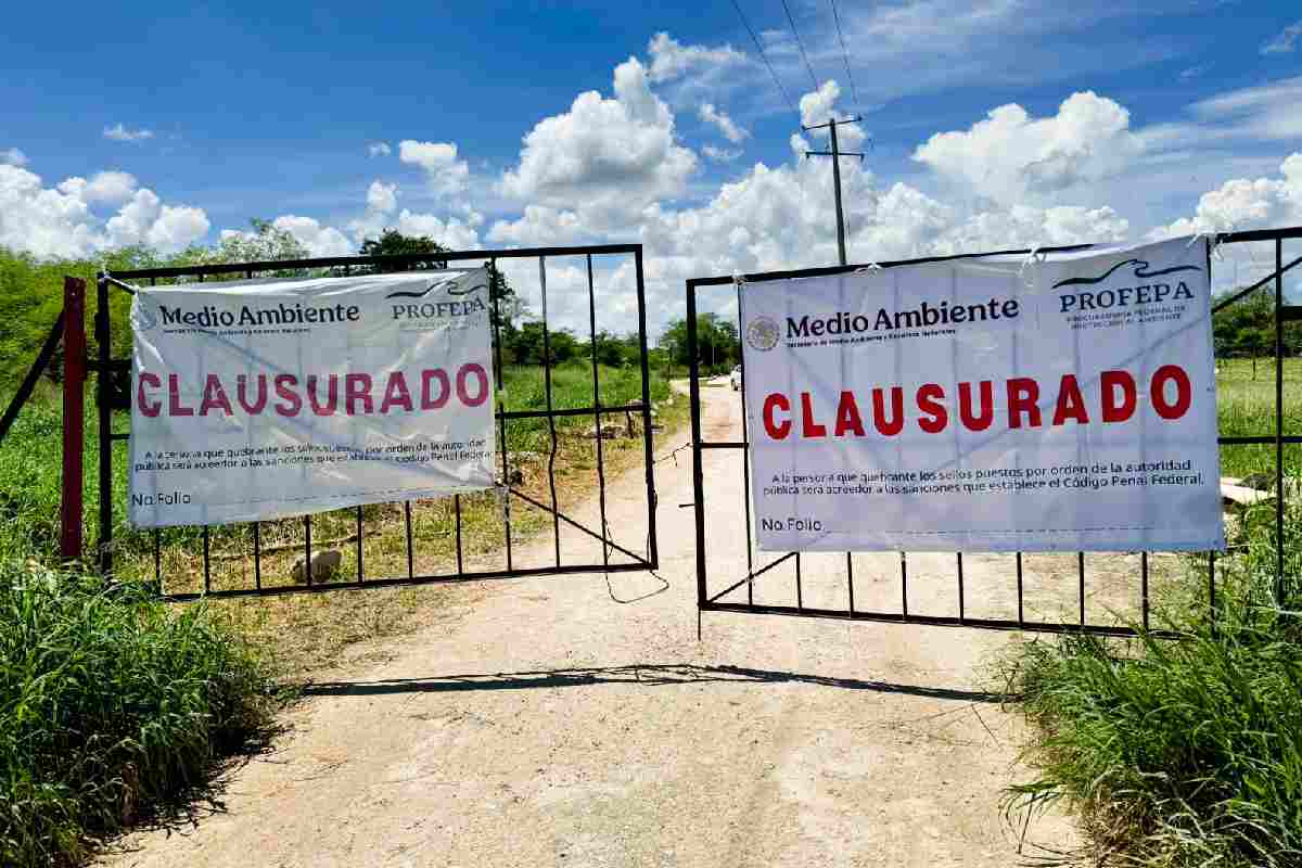 Clausuran granja porcícola en Yucatán por descarga de aguas residuales; tenía denuncias desde 2021