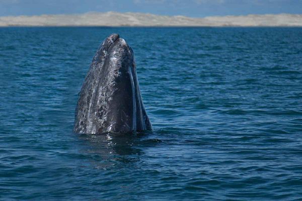 Ballena gris golfo de california