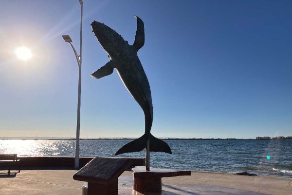 Ballenas Golfo de California