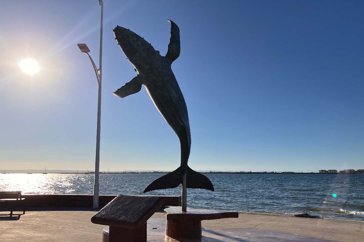 Ballenas Golfo de California
