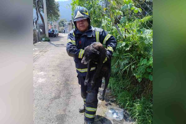 Bombero CDMX rescate perrito