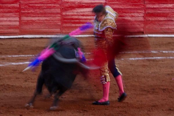 Corridas de toros y peleas de gallos no pueden declararse patrimonio cultural