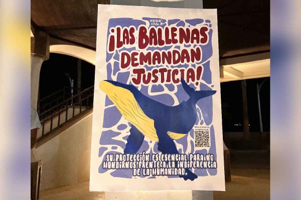 Demanda ballenas justicia cartel