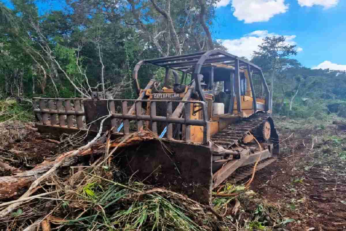Empresas deforestan selvas de Yucatán sin permisos para siembra de limón, el nuevo “diamante verde”