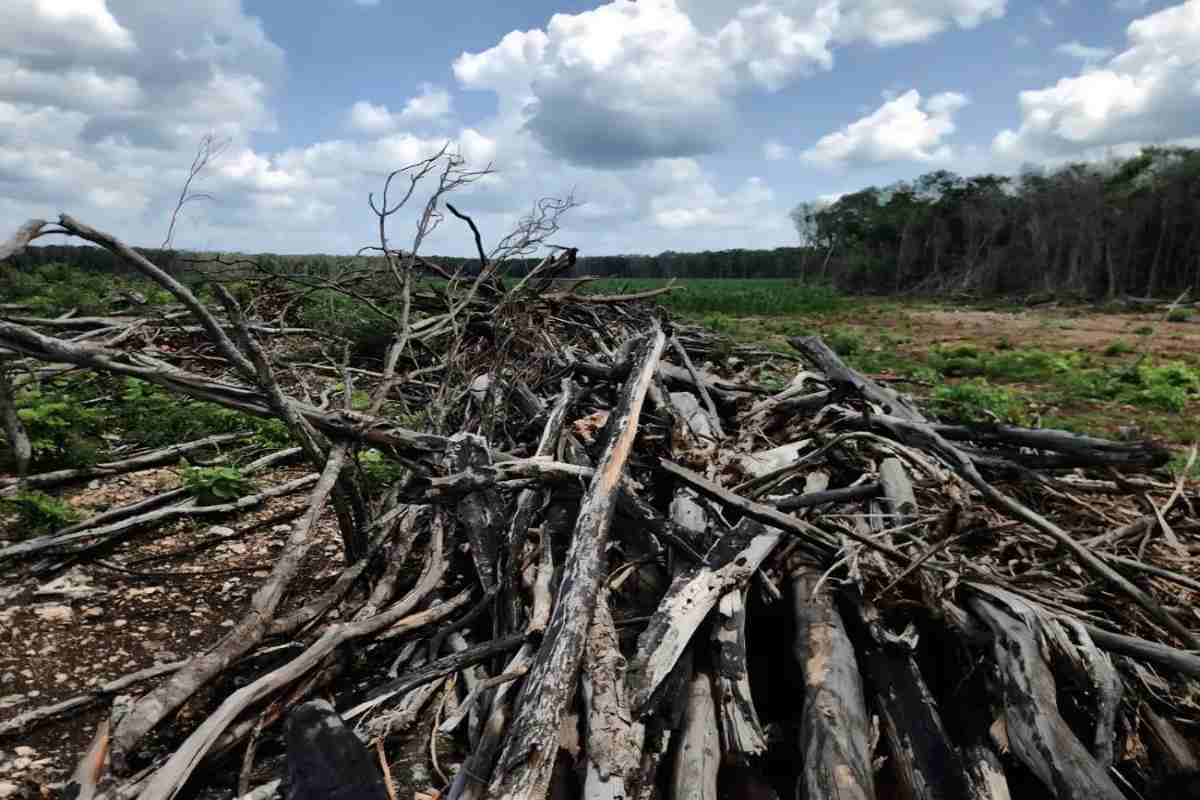 Empresas deforestan selvas de Yucatán sin permisos para siembra de limón, el nuevo “diamante verde”