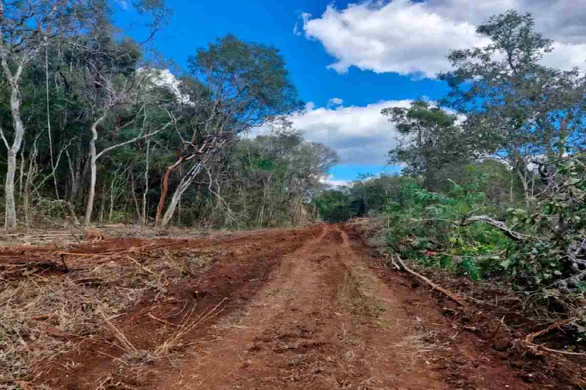 Empresas deforestan selvas de Yucatán sin permisos para siembra de limón, el nuevo “diamante verde”