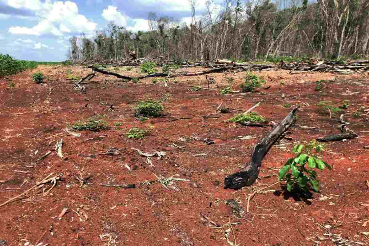 Empresas deforestan selvas de Yucatán sin permisos para siembra de limón, el nuevo “diamante verde”