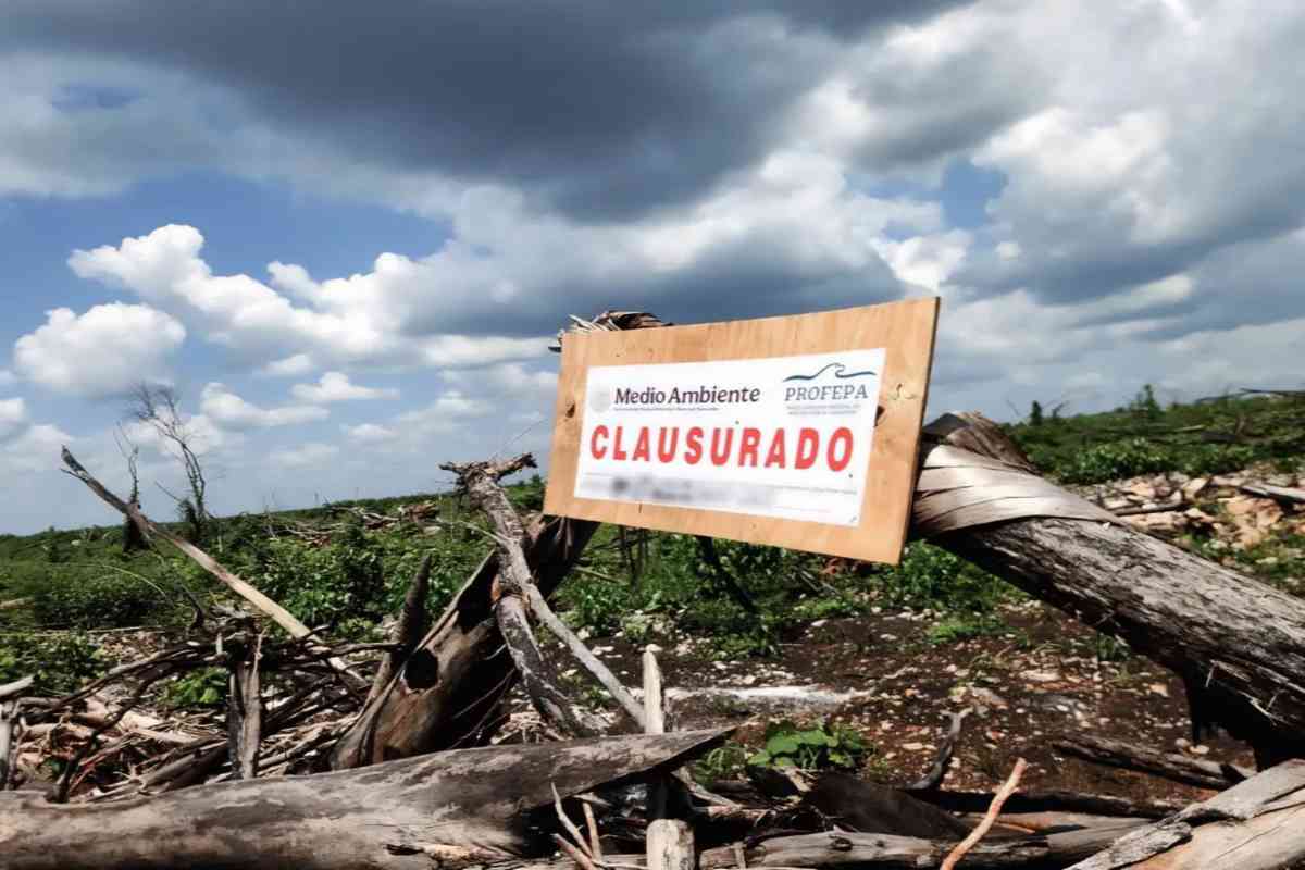Empresas deforestan selvas de Yucatán sin permisos para siembra de limón, el nuevo “diamante verde”