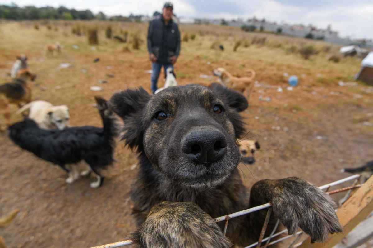 IVA alimentos perros gatos