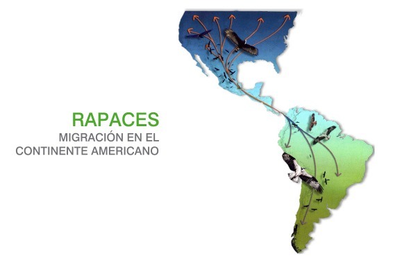 Las aves rapaces pasan por Veracruz por un "efecto embudo", al tener las montañas de la Sierra Madre Oriental de un lado y el Golfo de México del otro. Imagen: Pronatura Veracruz.