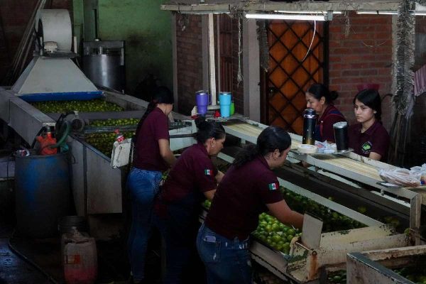 Limoneros Michoacán seguridad extorsión