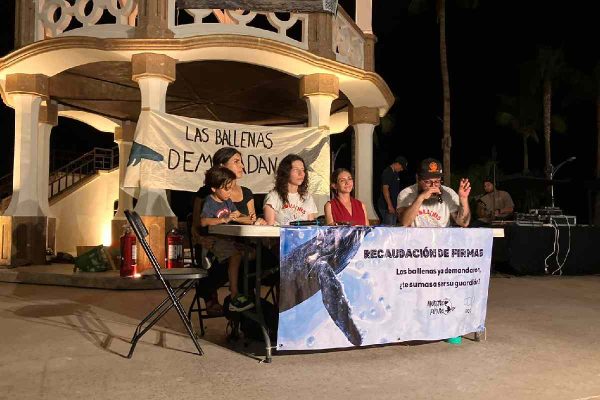 Organizaciones presentan primera demanda a nombre de las ballenas