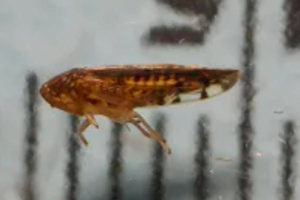 Osbornellus salsus