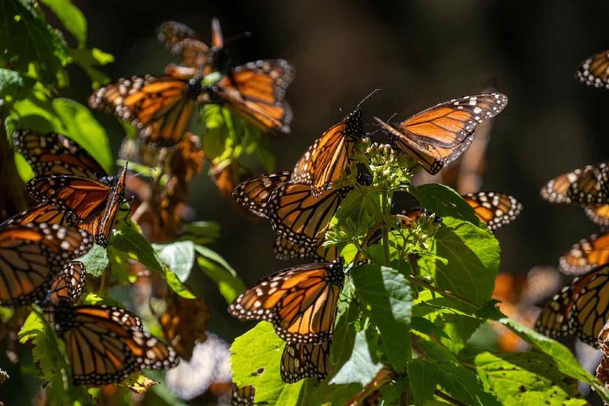 Profepa clausura huerta ilegal de aguacate y limón dentro de la Reserva de la Biosfera Mariposa Monarca en Michoacán_1